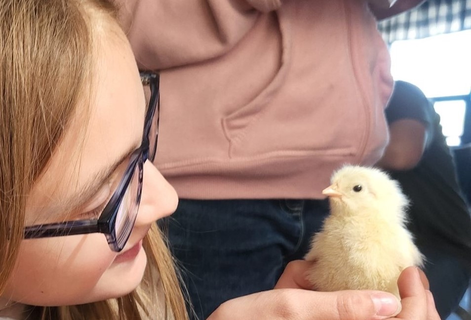 Chicks 21-22